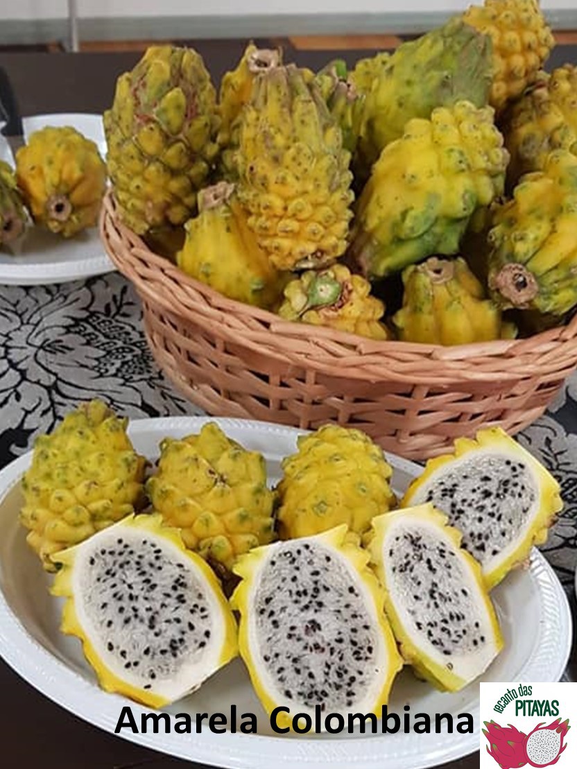 muda de pitaya amarela preço