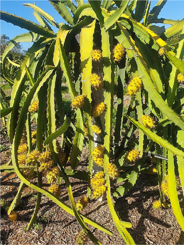 pitaya amarela onde comprar