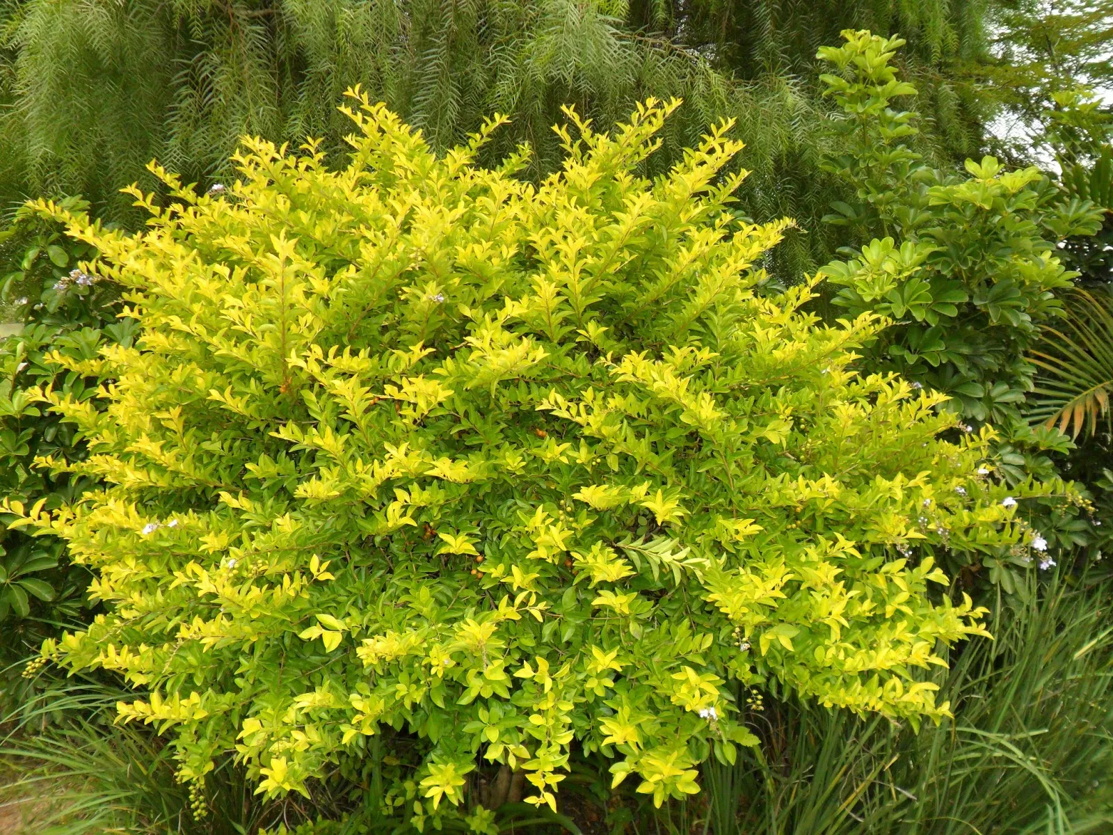 Duranta erecta cultivo