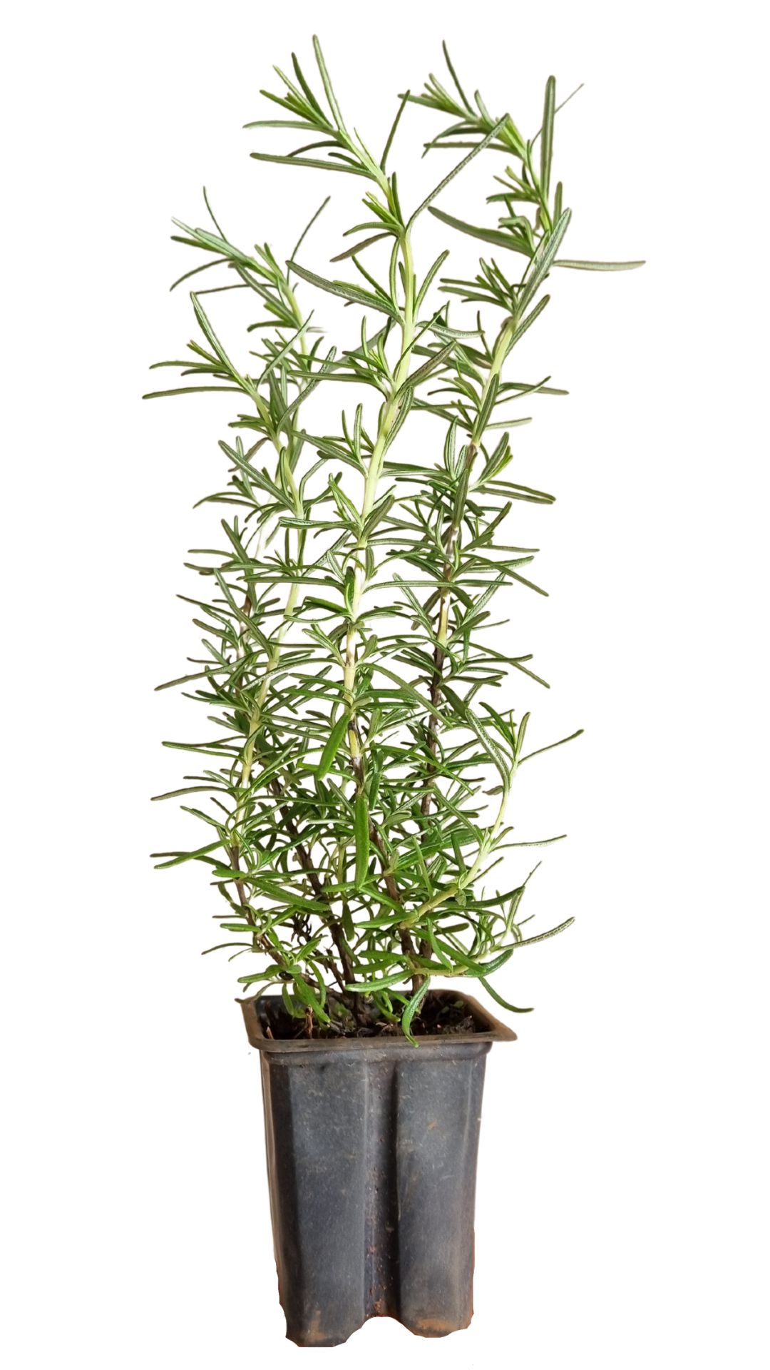 como plantar alecrim em vaso