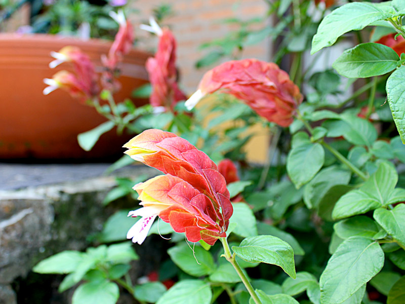 Pachystachys lutea cultivo
