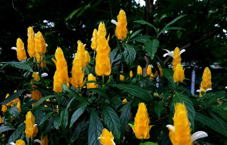 cuidados planta camarão amarelo