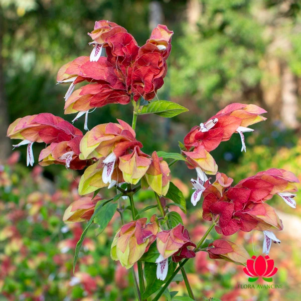 planta camarão para jardim