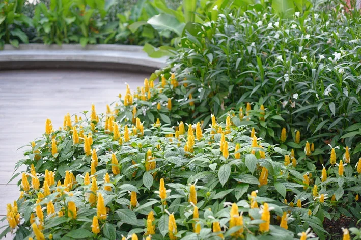 planta camarão amarelo como cuidar
