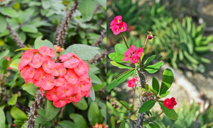 Euphorbia milii