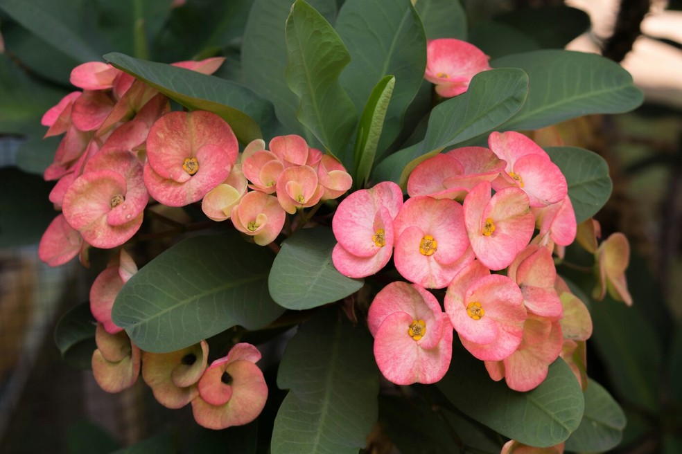 Planta espinhosa ornamental