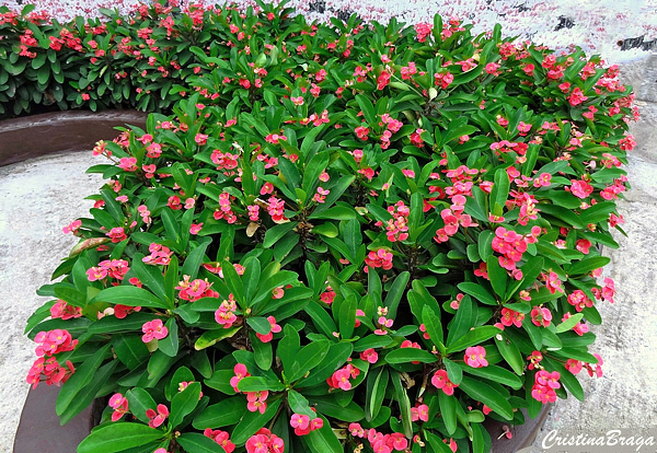 Suculenta de fácil cultivo