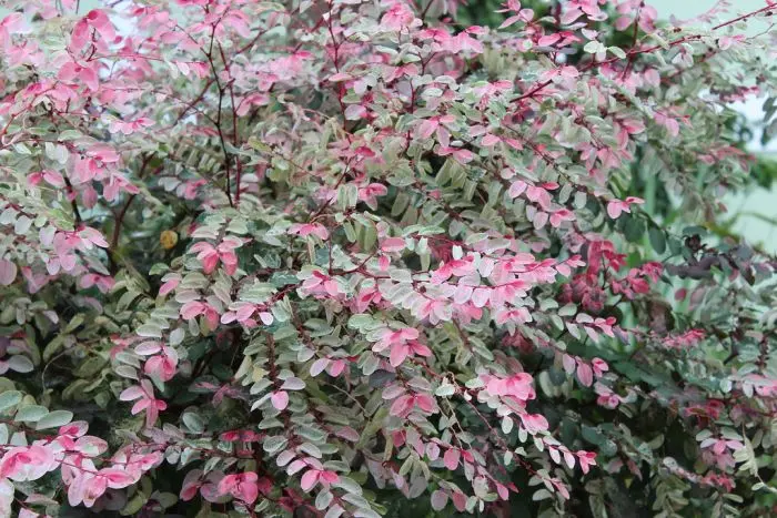 como cuidar de planta mil cores