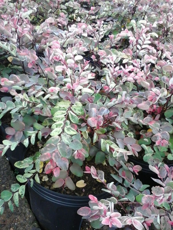 Alternanthera ficoidea paisagismo