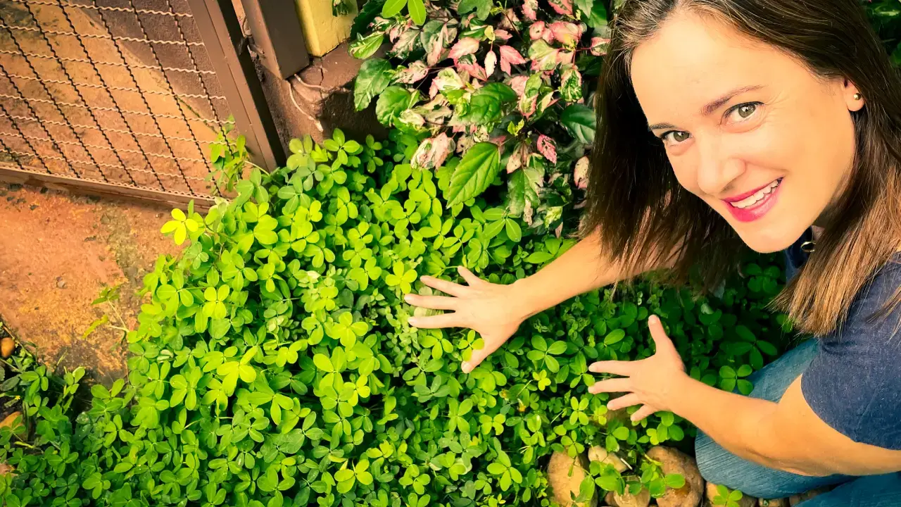 plantas rasteiras para sol pleno