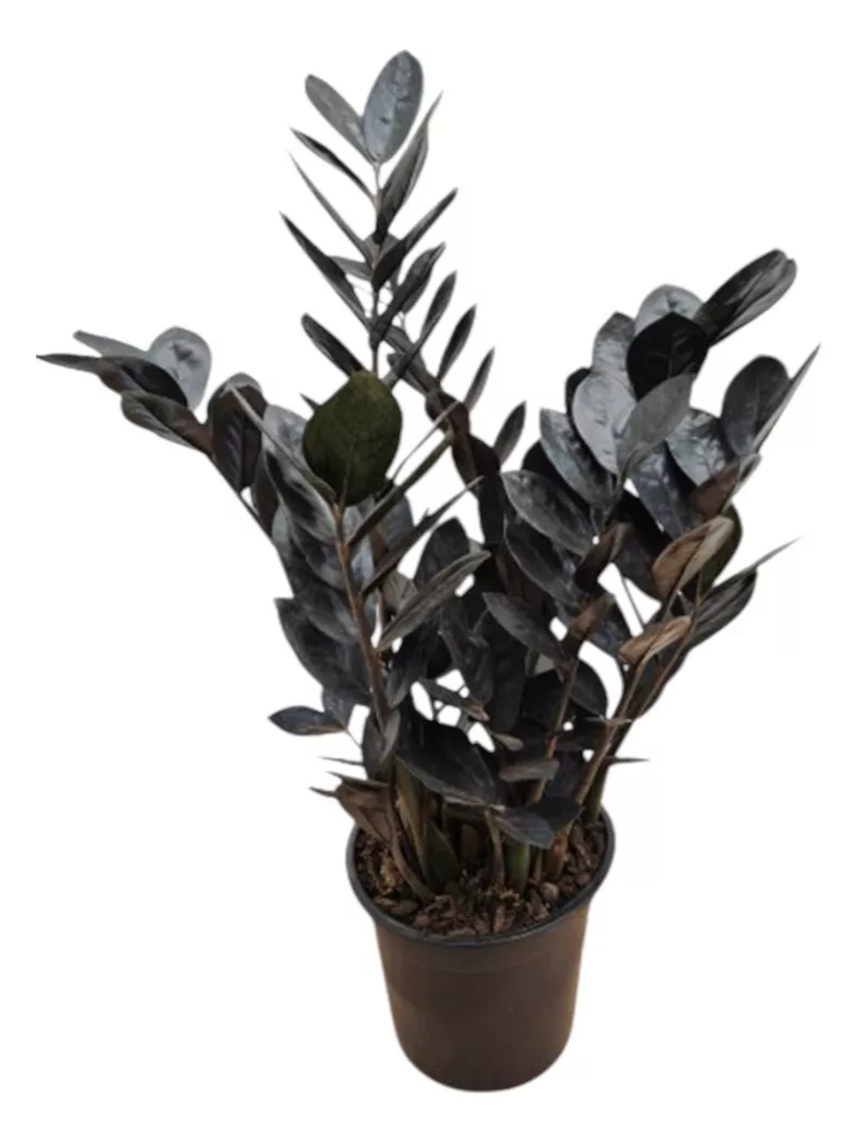 Zamioculca preta cuidados