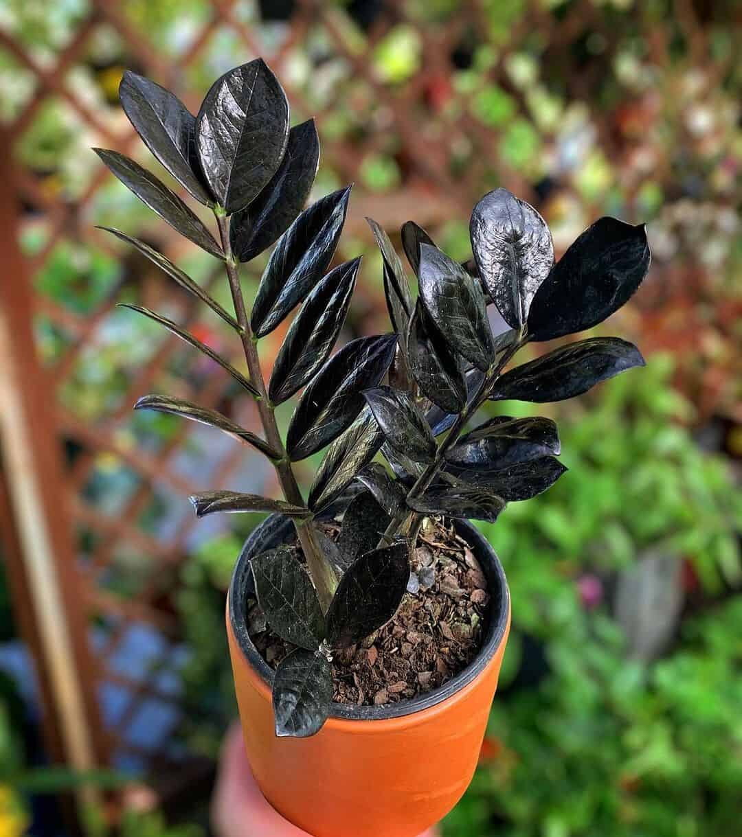 Zamioculca black raven preço