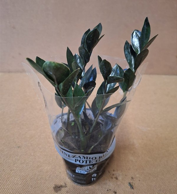 Onde comprar planta da fortuna preta
