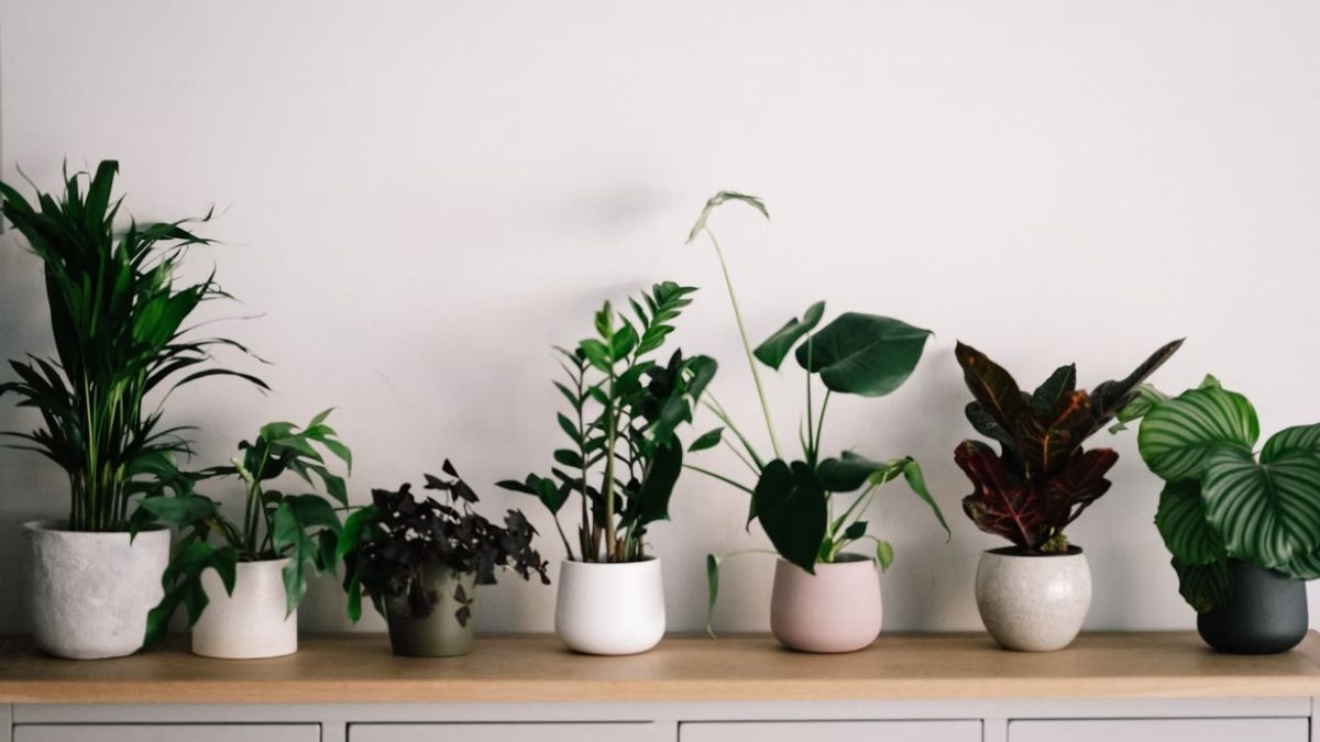 plantas para ambientes escuros