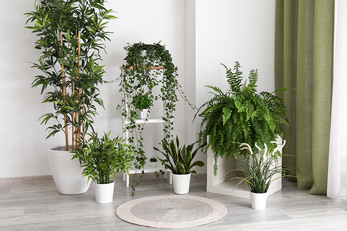 plantas de interior que não precisam de sol