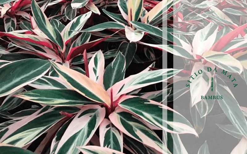 plantas para ambientes escuros