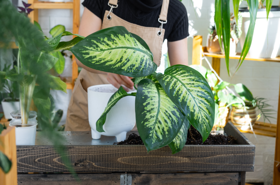 plantas de interior que não precisam de sol