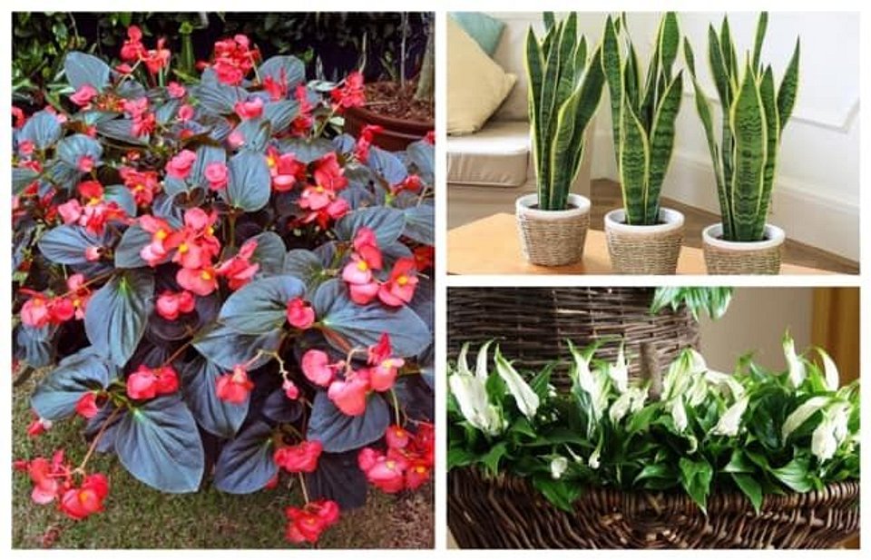 como cuidar de plantas na sombra