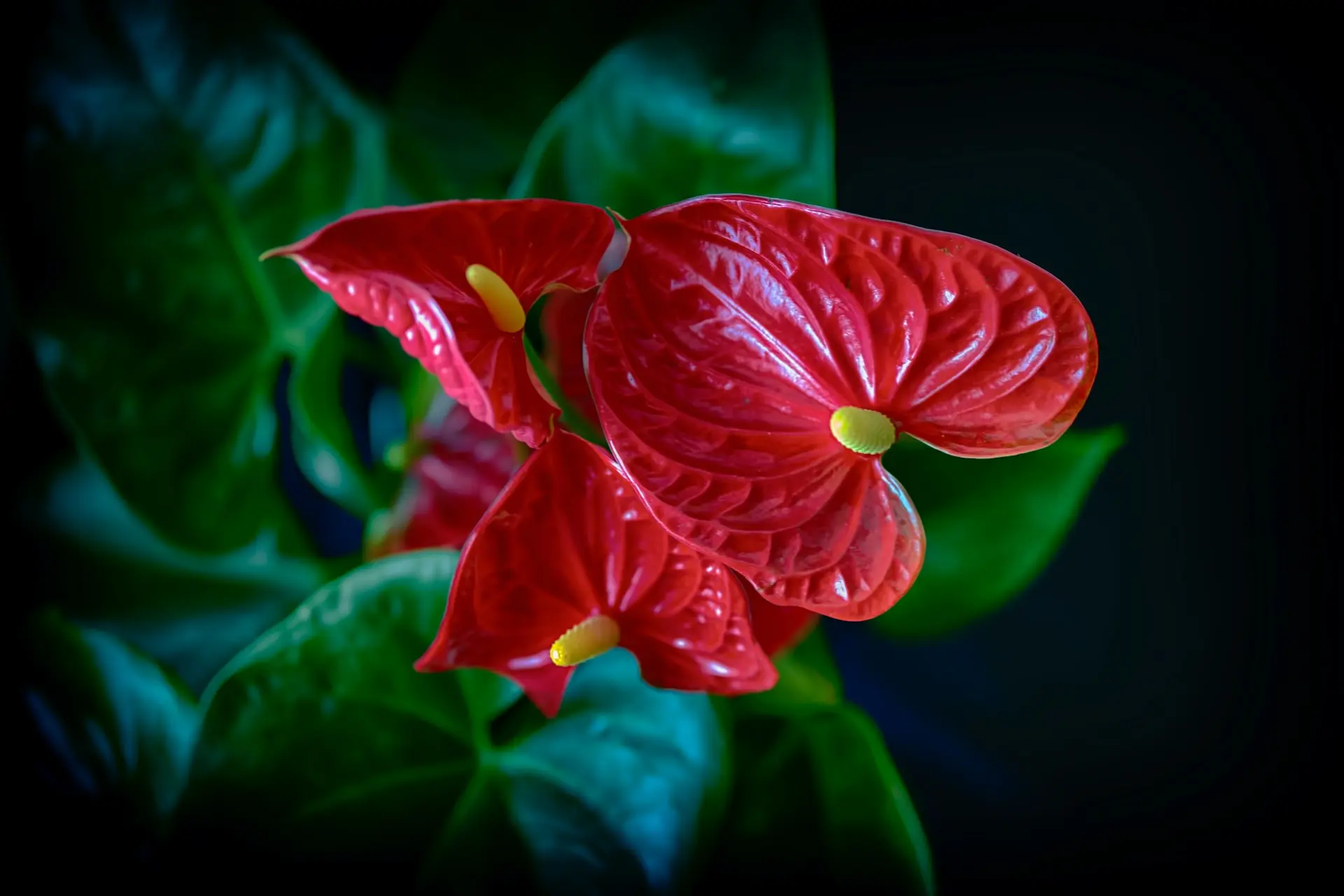 plantas purificadoras de ar para interiores