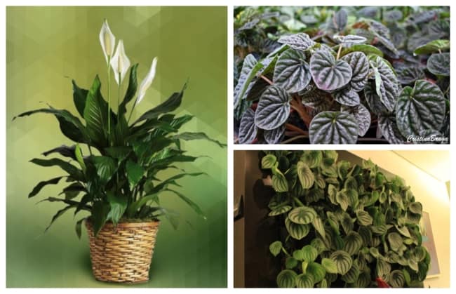 plantas de sombra com flores
