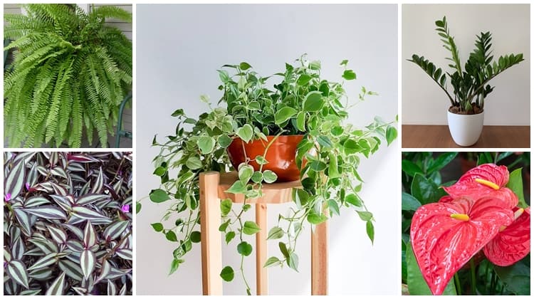 plantas fáceis de cuidar para iniciantes