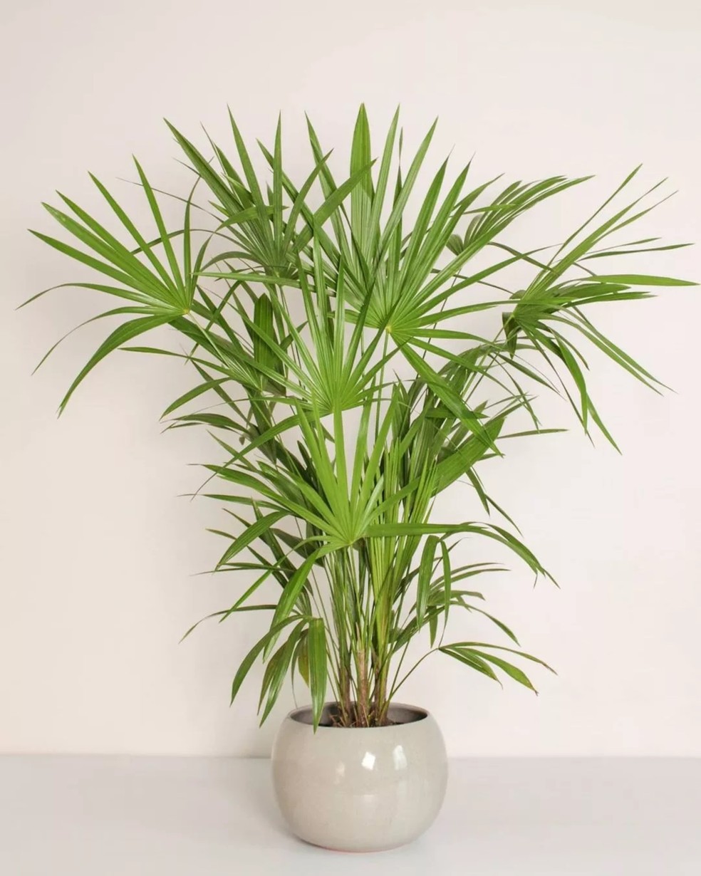 decoração com plantas em locais com pouca luz