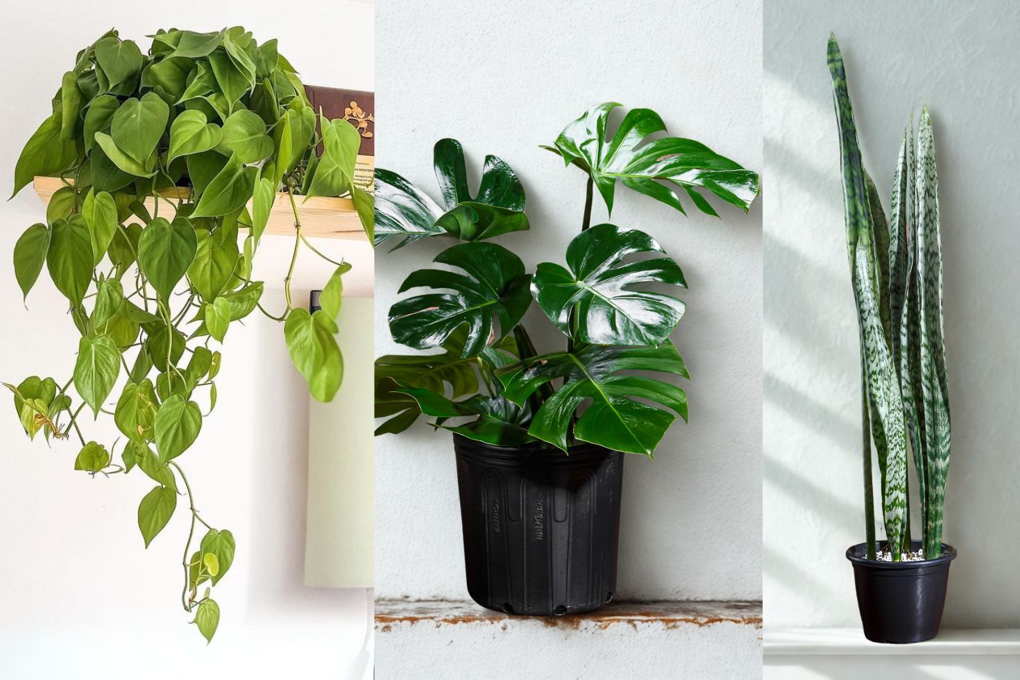 plantas de sombra para apartamentos pequenos