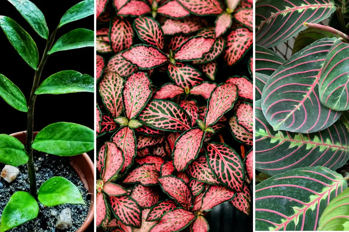 plantas para ambientes escuros