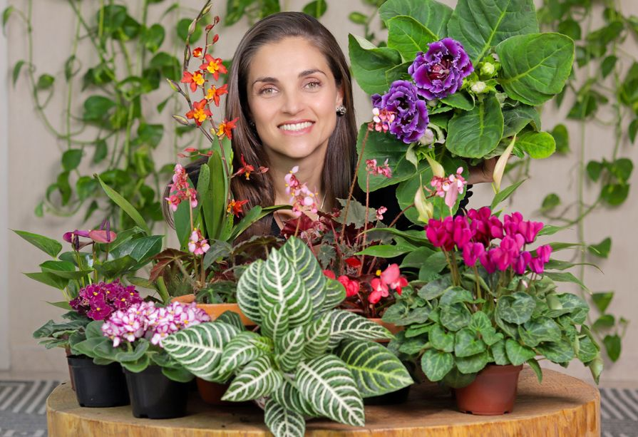 plantas de interior que não precisam de sol