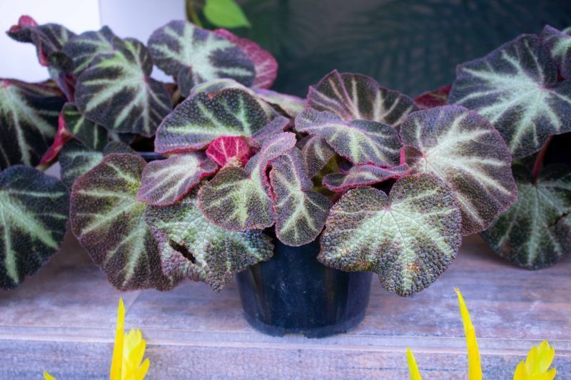 plantas resistentes à falta de luz
