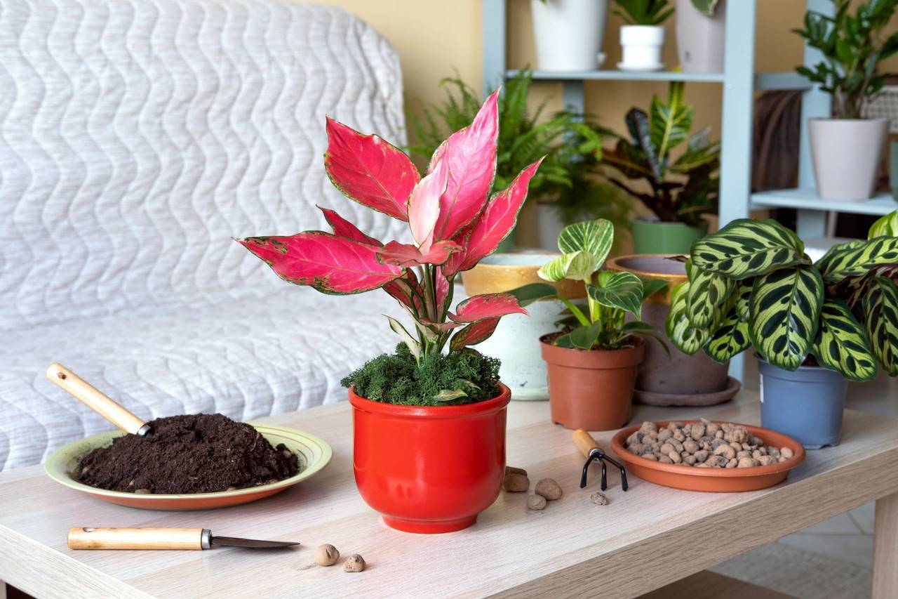 como cuidar de plantas na sombra