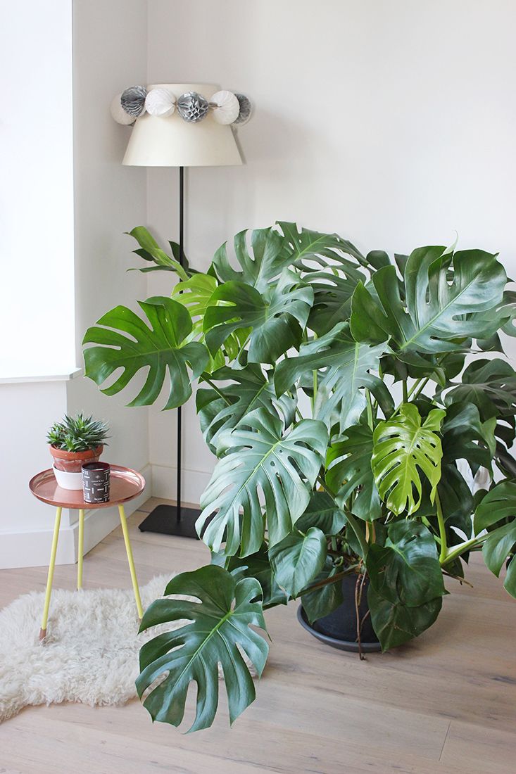 plantas purificadoras de ar para interiores
