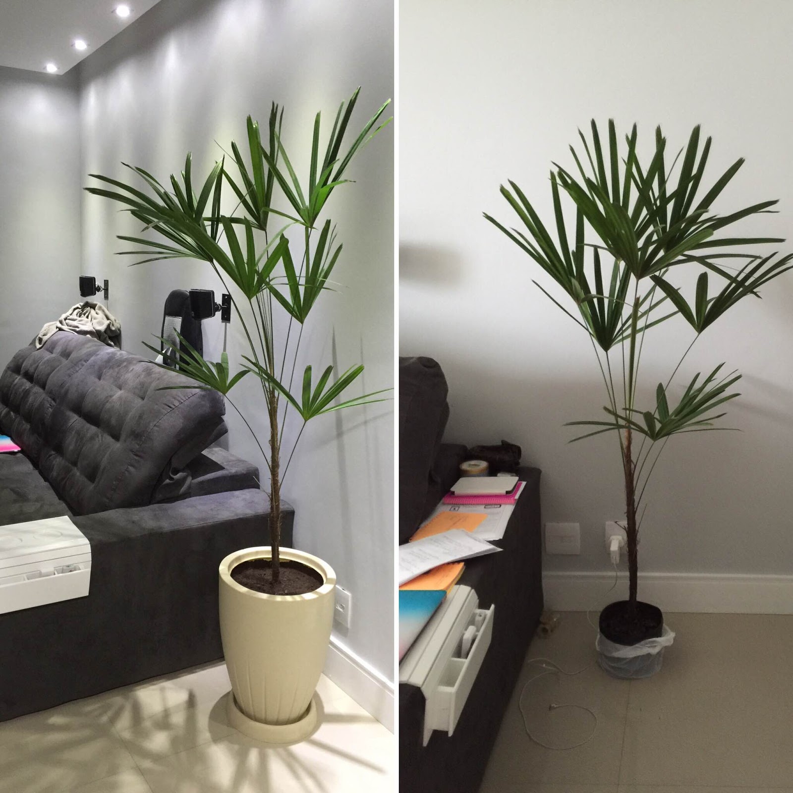 plantas fáceis de cuidar para iniciantes