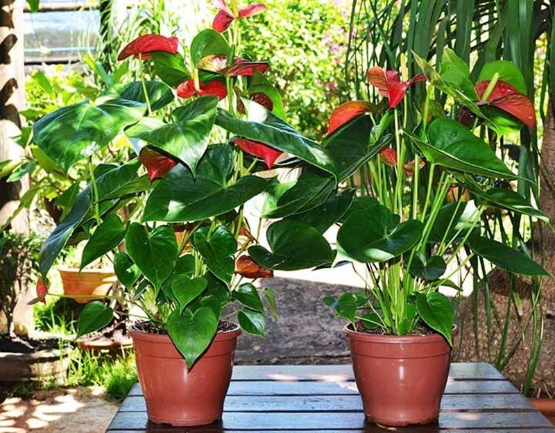 decoração com plantas em locais com pouca luz