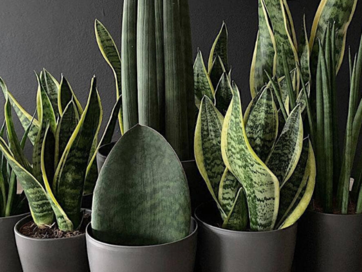plantas para corredores e banheiros sem janela
