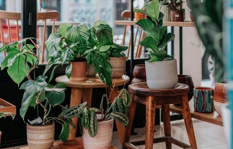 plantas de sombra para apartamentos pequenos