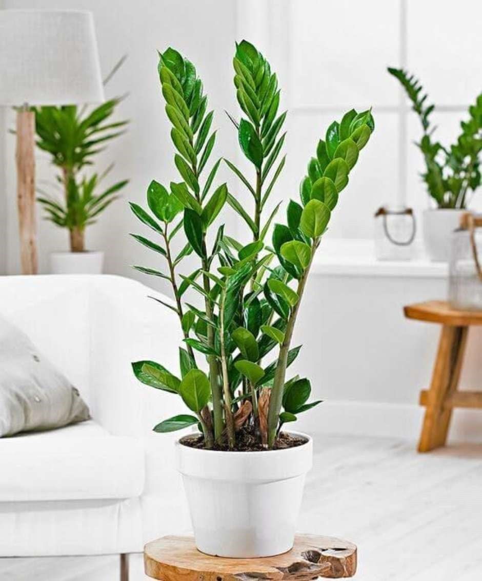 plantas de interior fáceis de cuidar
