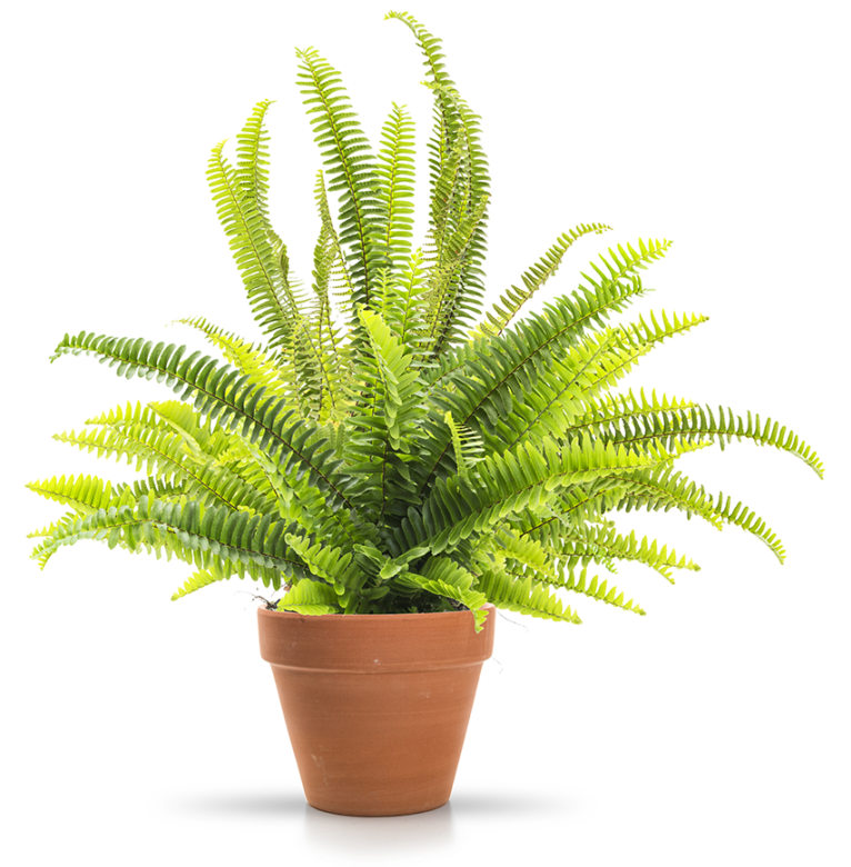 plantas de interior fáceis de cuidar