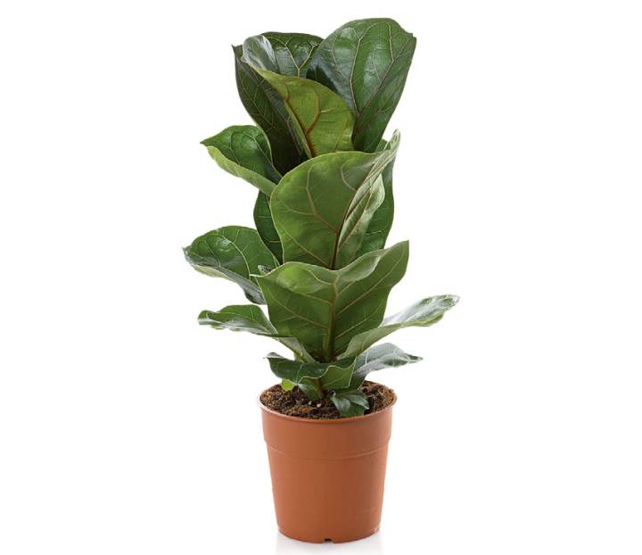 plantas para casas com pouca luz