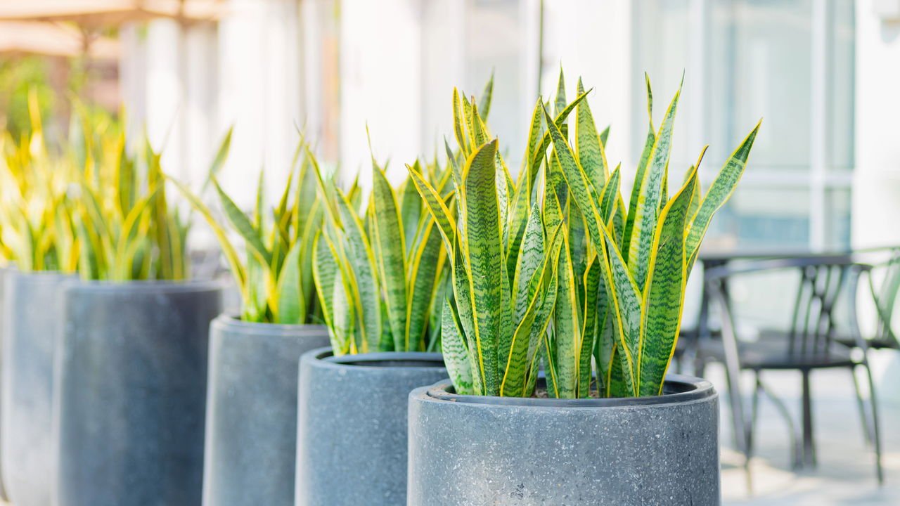 plantas seguras para gatos