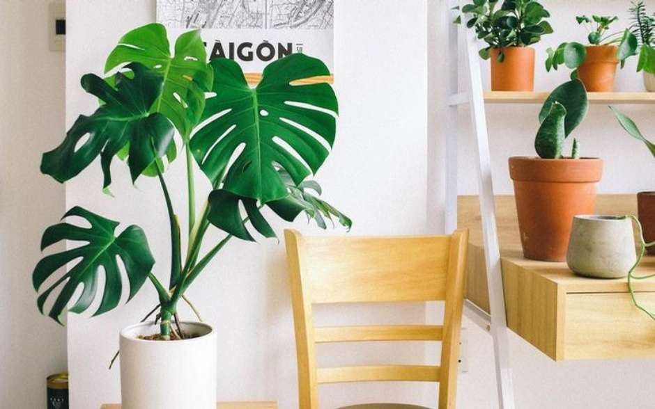 plantas decorativas para sala