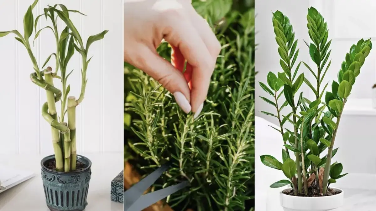 plantas com flores para interior
