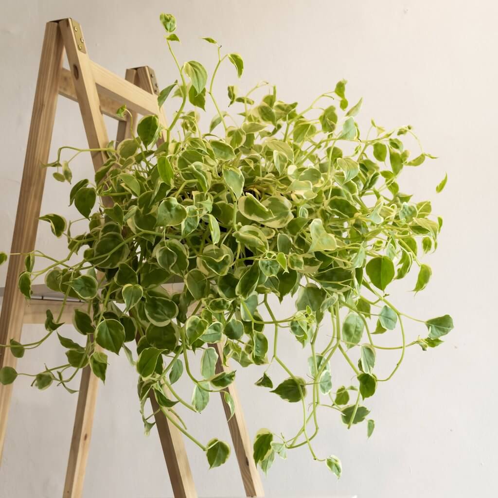 como cuidar de plantas em apartamento