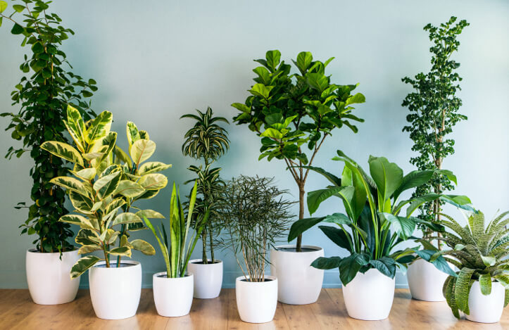 plantas para casas com pouca luz