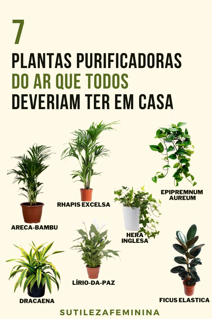 plantas de interior fáceis de cuidar