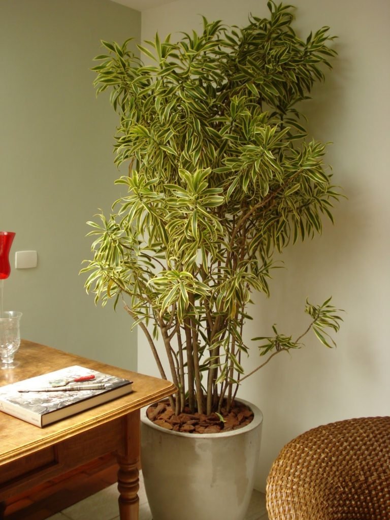 plantas que purificam o ar
