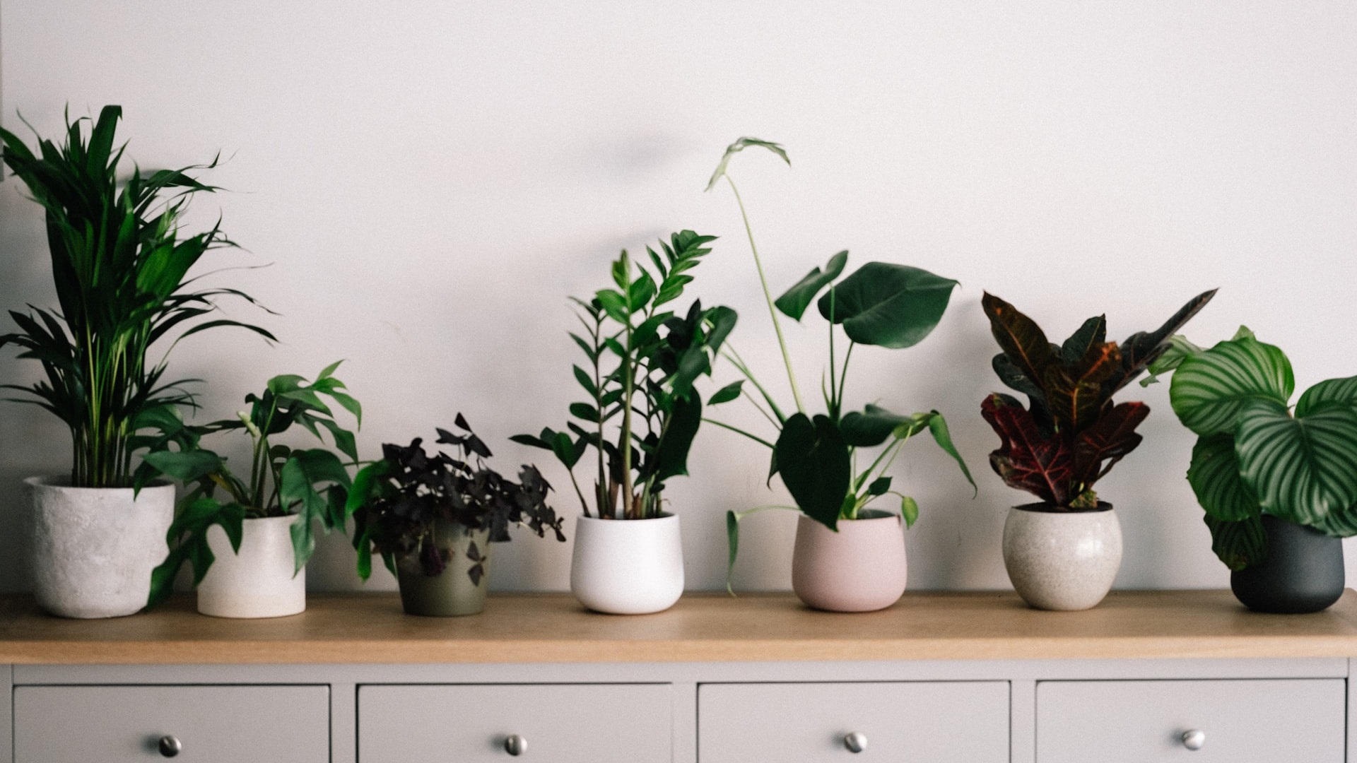 plantas para casas com pouca luz