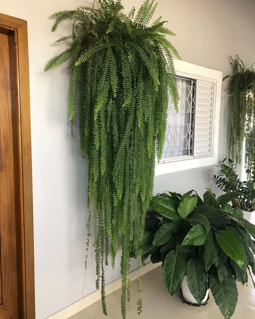 plantas seguras para gatos