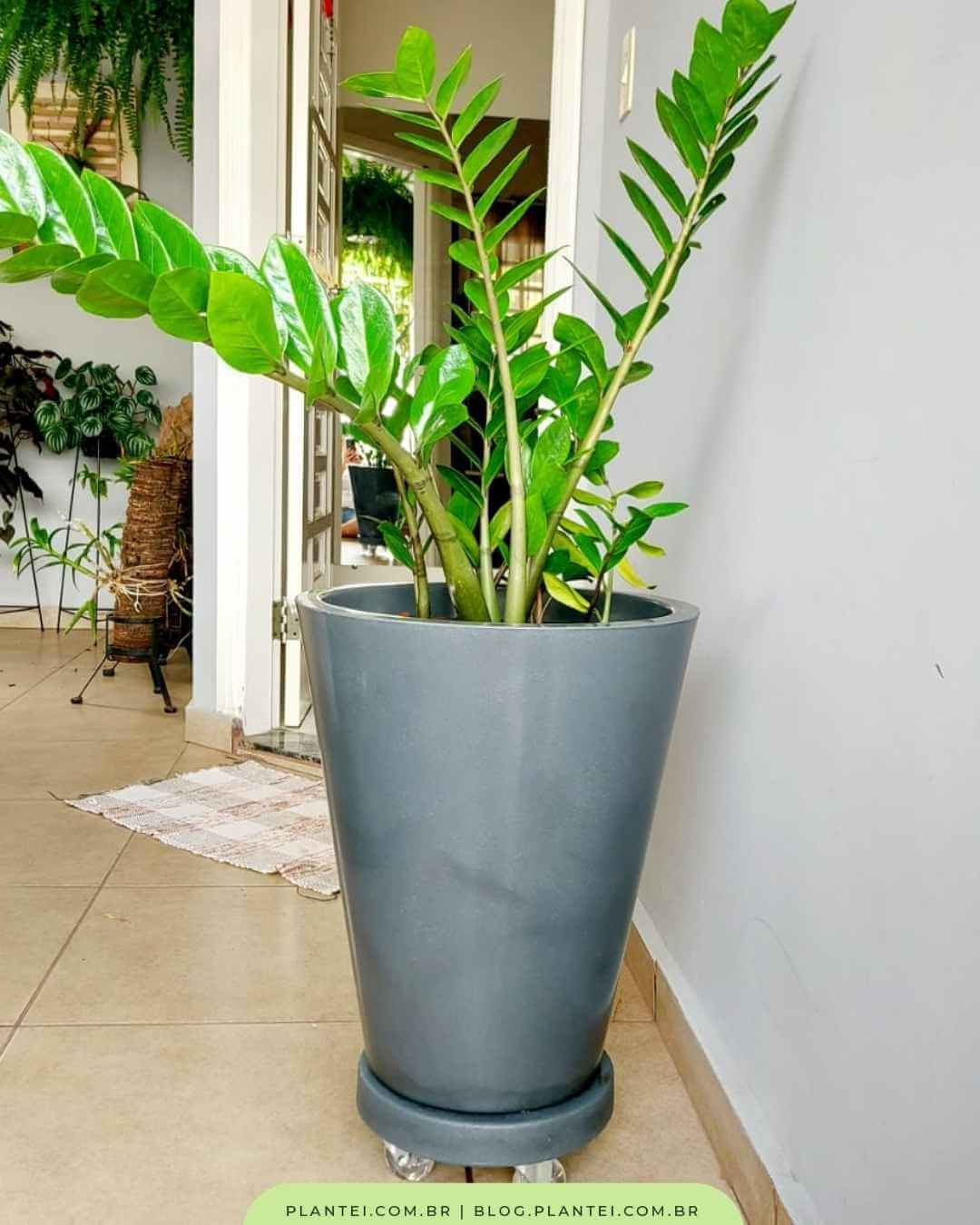 plantas decorativas para sala