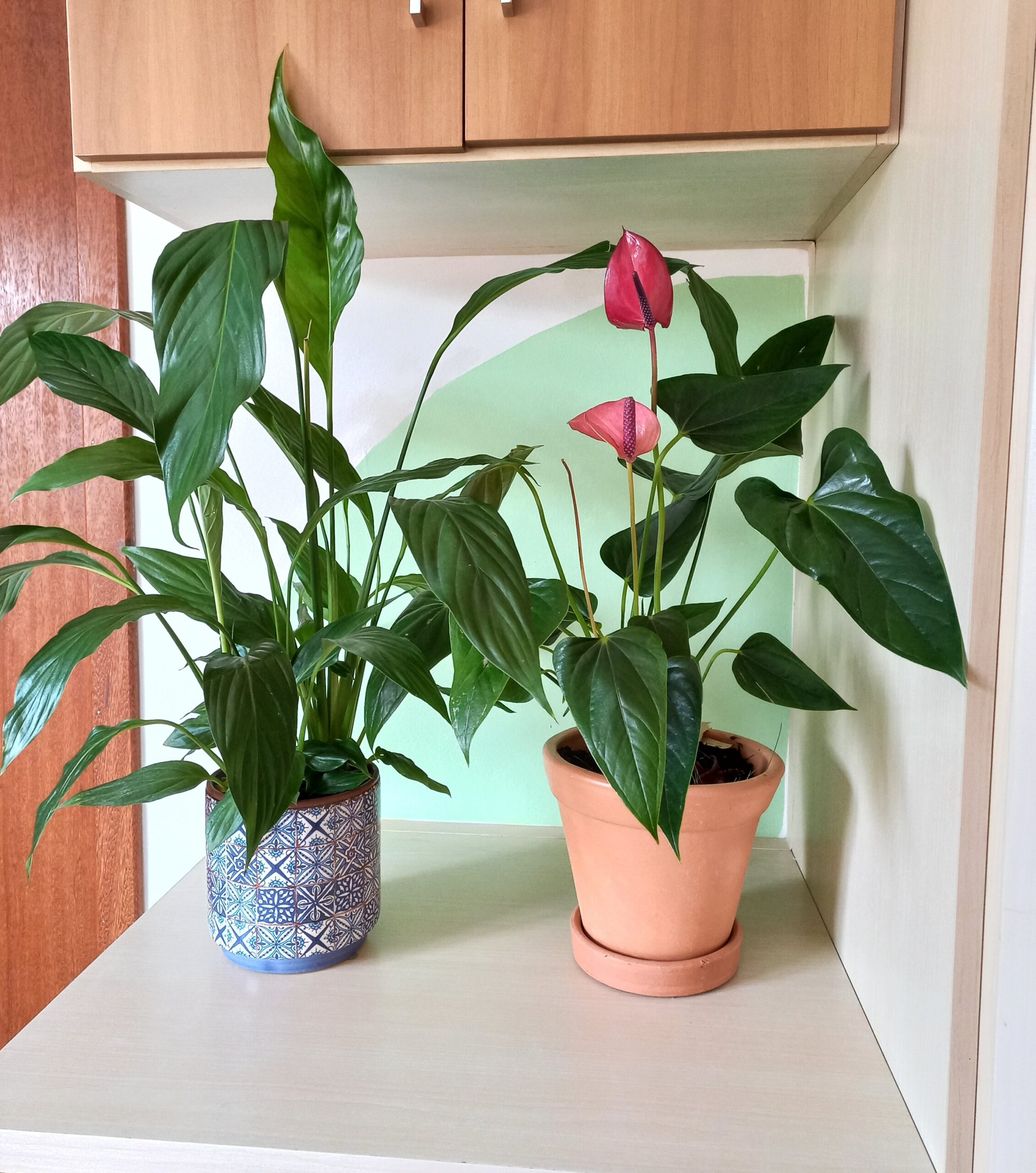 plantas com flores para interior